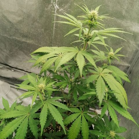Northern Light Automatic growlog timeline photo