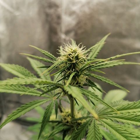 Northern Light Automatic growlog timeline photo