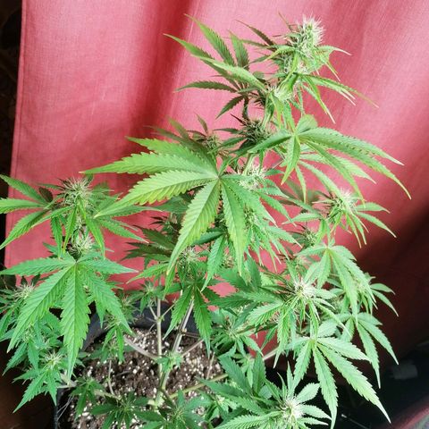 Northern Light Automatic growlog timeline photo