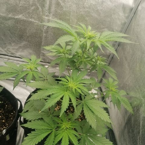 Northern Light Automatic growlog timeline photo