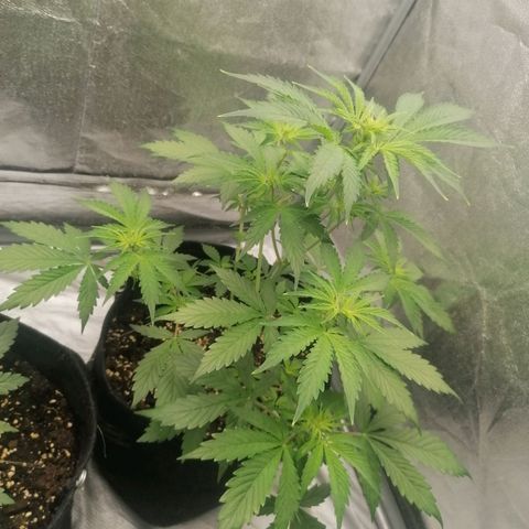 Northern Light Automatic growlog timeline photo
