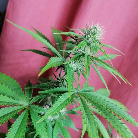 Northern Light Automatic growlog timeline photo