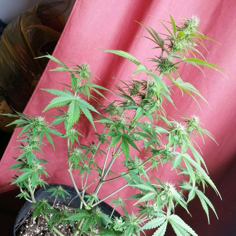 Northern Light Automatic growlog timeline photo