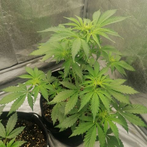 Northern Light Automatic growlog timeline photo