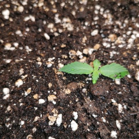 Northern Light Automatic growlog timeline photo