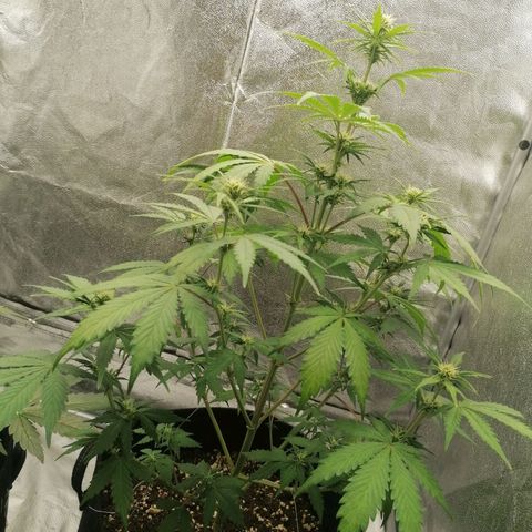 Northern Light Automatic growlog timeline photo