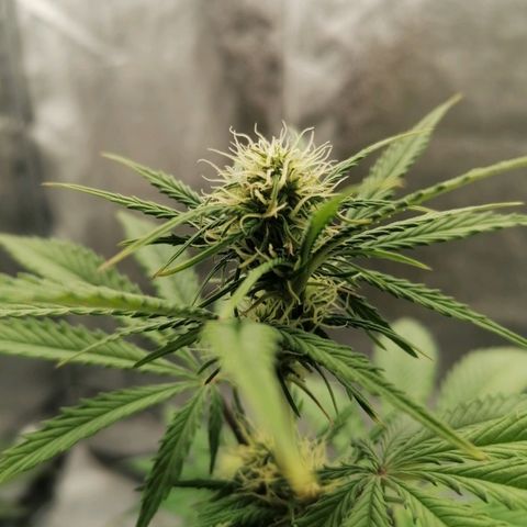 Northern Light Automatic growlog timeline photo