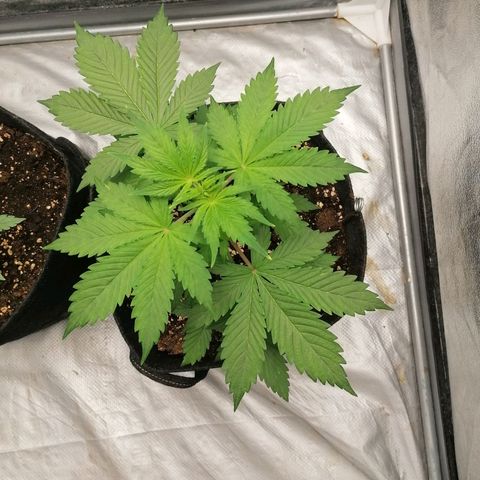 Northern Light Automatic growlog timeline photo