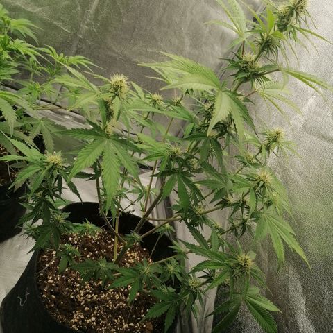 Northern Light Automatic growlog timeline photo