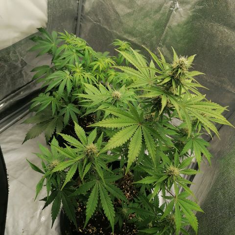 Northern Light Automatic growlog timeline photo