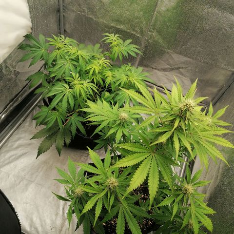 Northern Light Automatic growlog timeline photo