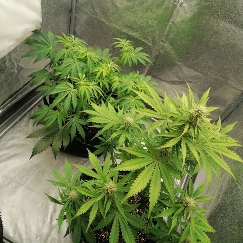 Northern Light Automatic growlog timeline photo