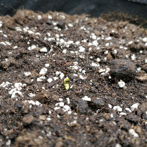 Northern Light Automatic growlog timeline photo