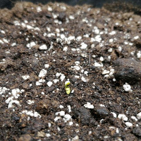 Northern Light Automatic growlog timeline photo