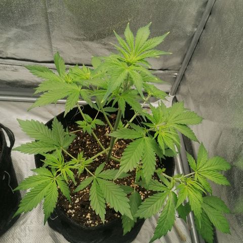 Northern Light Automatic growlog timeline photo