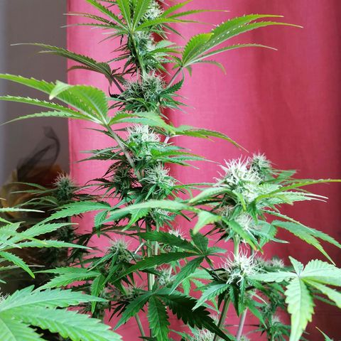 Northern Light Automatic growlog timeline photo