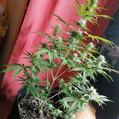 Northern Light Automatic growlog timeline photo