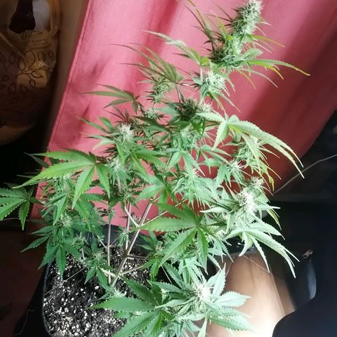 Northern Light Automatic growlog timeline photo