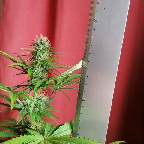 Northern Light Automatic growlog timeline photo