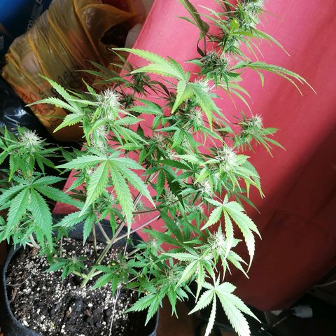 Northern Light Automatic growlog timeline photo