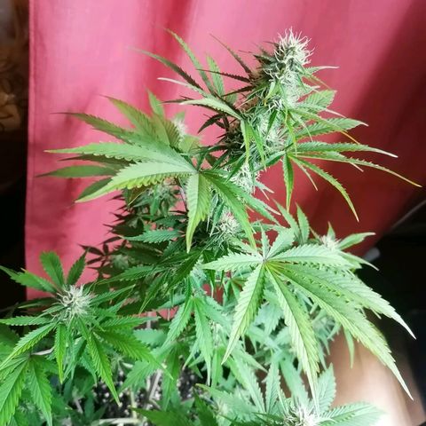 Northern Light Automatic growlog timeline photo