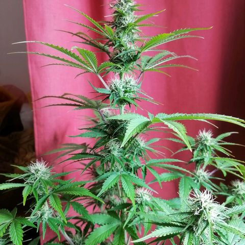 Northern Light Automatic growlog timeline photo