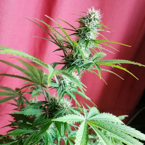 Northern Light Automatic growlog timeline photo