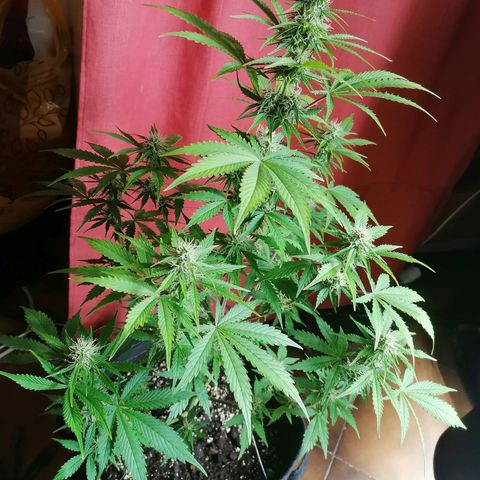Northern Light Automatic growlog timeline photo
