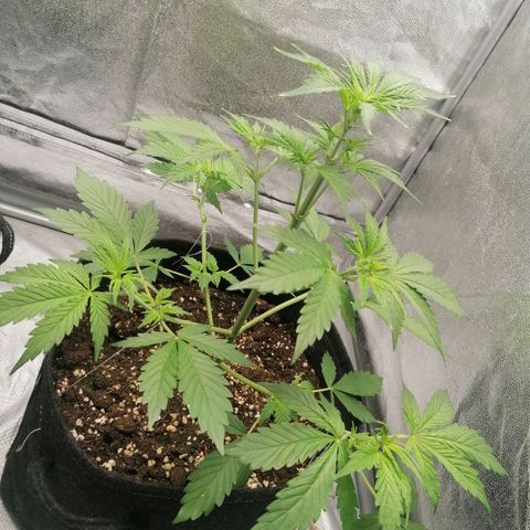 Northern Light Automatic growlog timeline photo