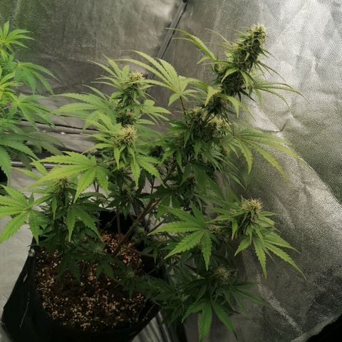 Northern Light Automatic growlog timeline photo