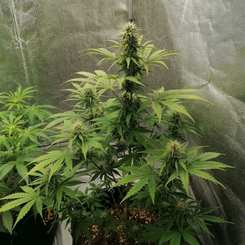 Northern Light Automatic growlog timeline photo