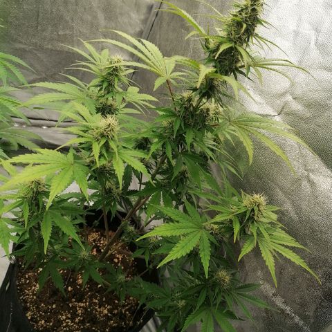 Northern Light Automatic growlog timeline photo