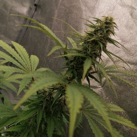 Northern Light Automatic growlog timeline photo