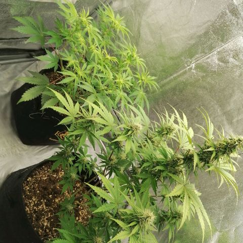 Northern Light Automatic growlog timeline photo