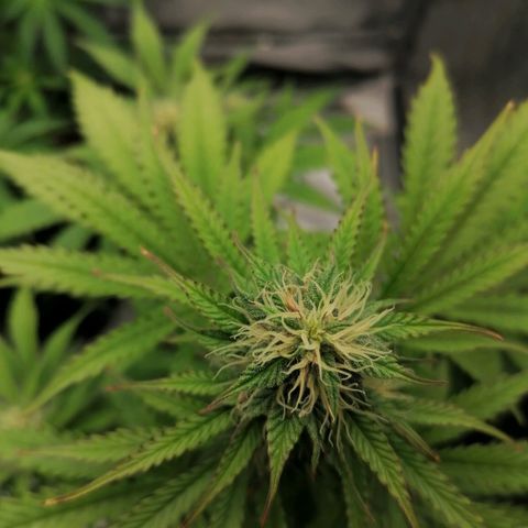 Northern Light Automatic growlog timeline photo