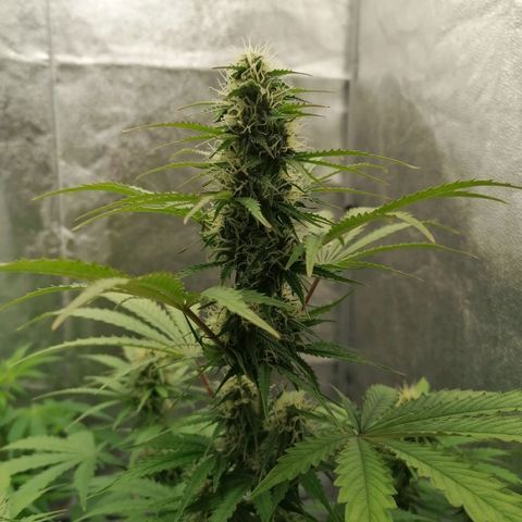 Northern Light Automatic growlog timeline photo