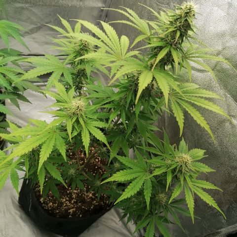 Northern Light Automatic growlog timeline photo