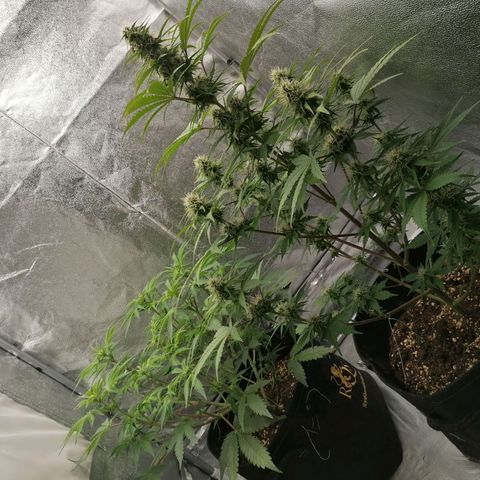 Northern Light Automatic growlog timeline photo