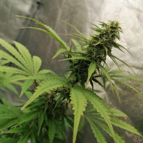 Northern Light Automatic growlog timeline photo