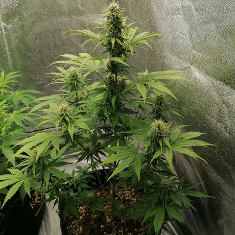 Northern Light Automatic growlog timeline photo