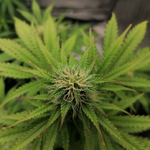Northern Light Automatic growlog timeline photo