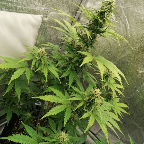Northern Light Automatic growlog timeline photo