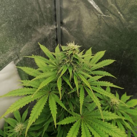 Northern Light Automatic growlog timeline photo