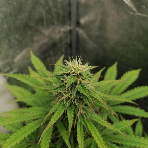 Northern Light Automatic growlog timeline photo