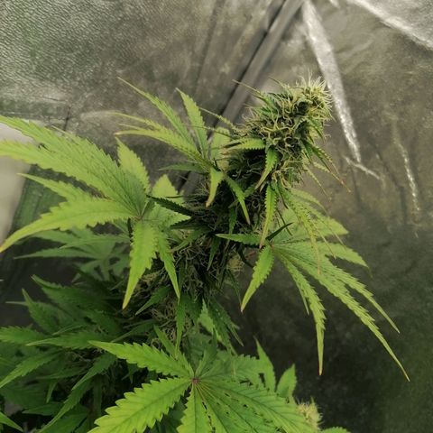 Northern Light Automatic growlog timeline photo
