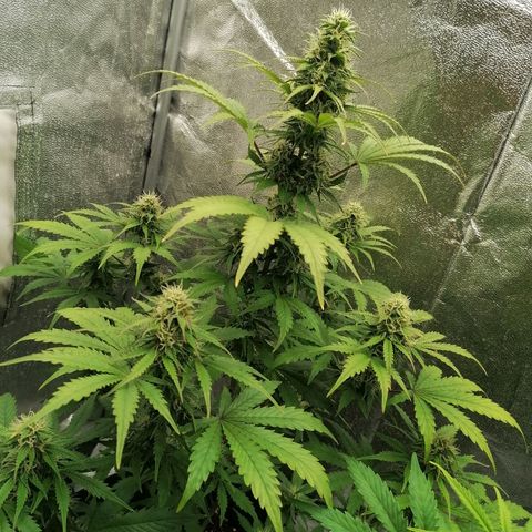 Northern Light Automatic growlog timeline photo