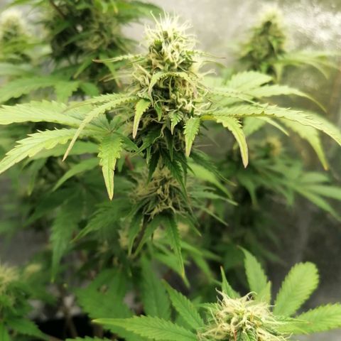 Northern Light Automatic growlog timeline photo