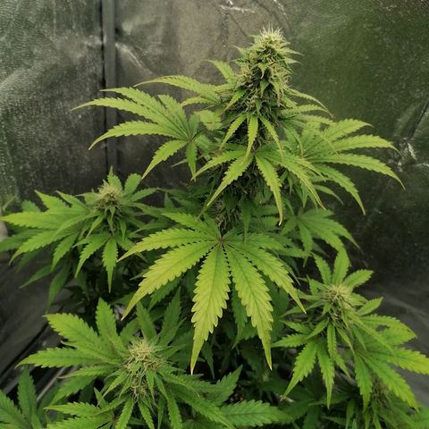 Northern Light Automatic growlog timeline photo