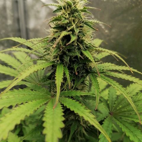 Northern Light Automatic growlog timeline photo