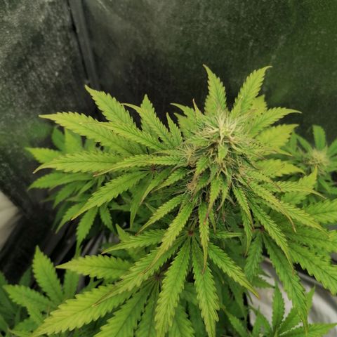 Northern Light Automatic growlog timeline photo